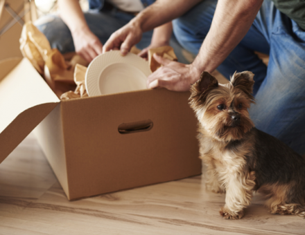 small dog standing in front of moving box