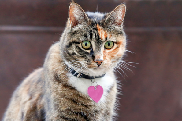 cat wandering around neighborhood