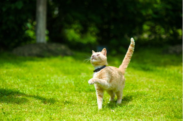 cat wandering around neighborhood