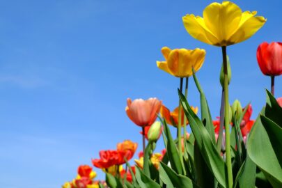 flowers in field